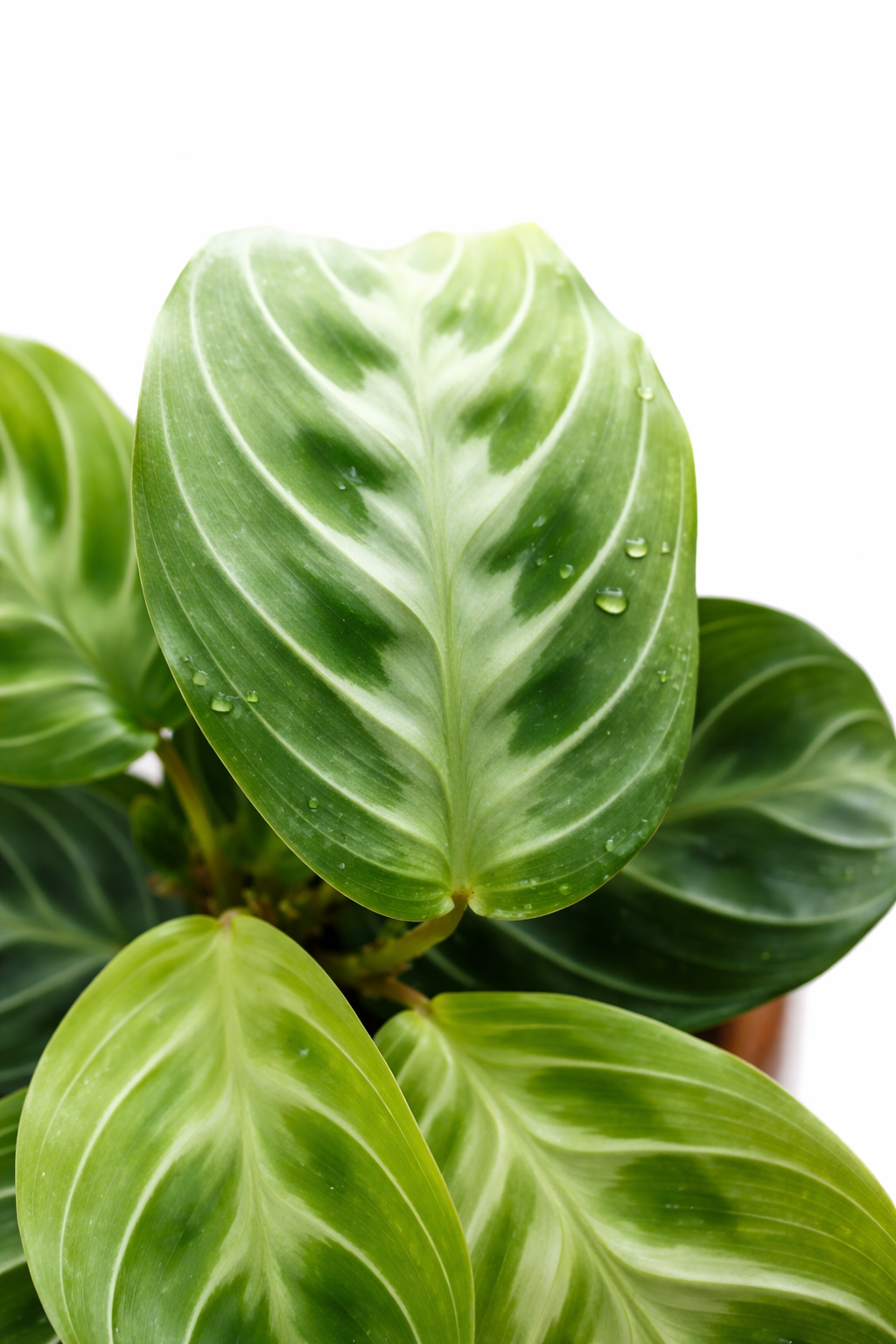 Maranta NoID - AroidHouse