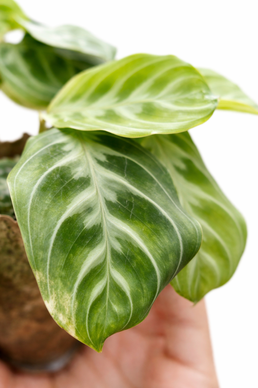 Maranta NoID - AroidHouse