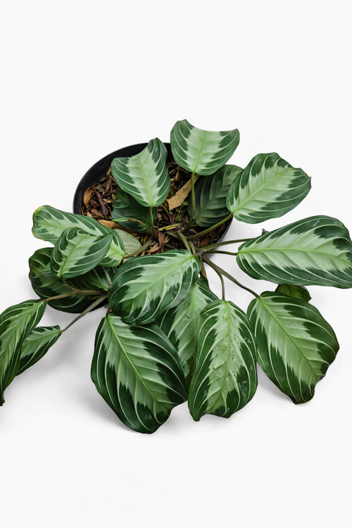 Maranta Silver Band - AroidHouse