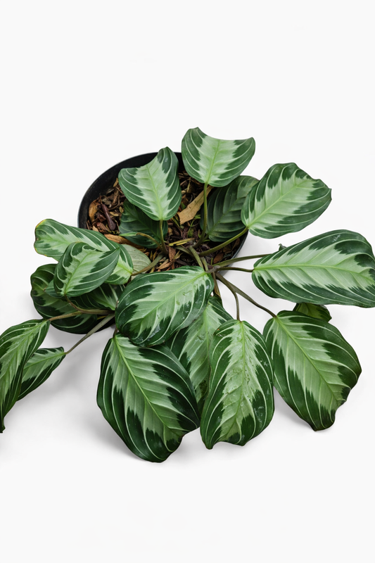 Maranta Silver Band - AroidHouse