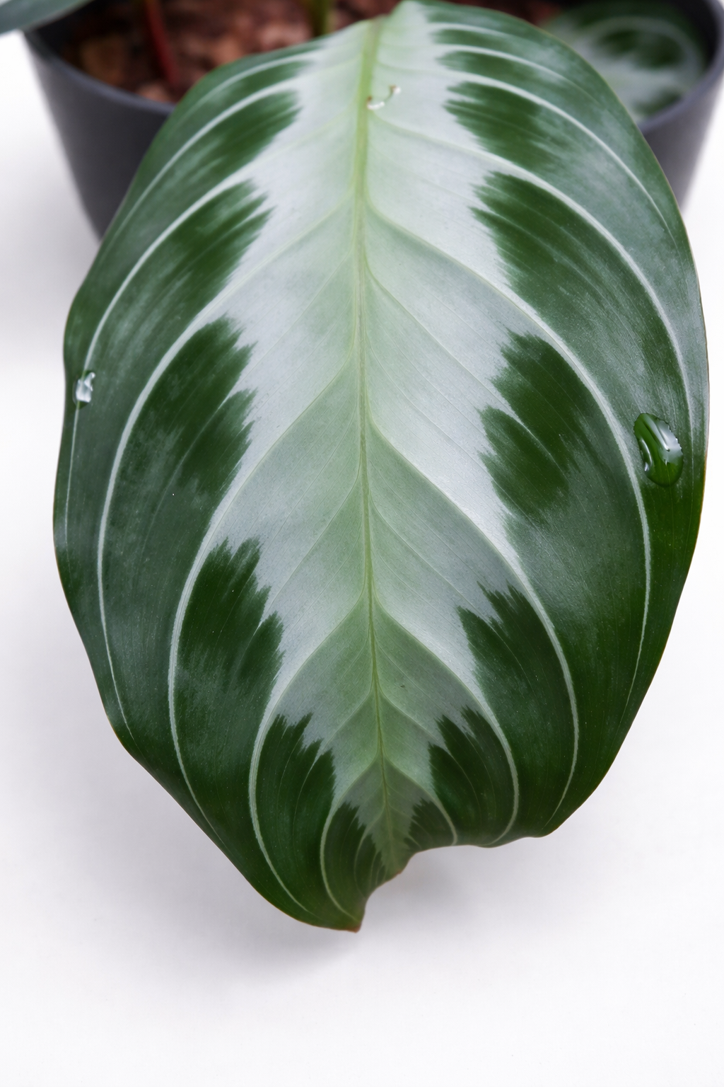 Maranta Silver Band - AroidHouse