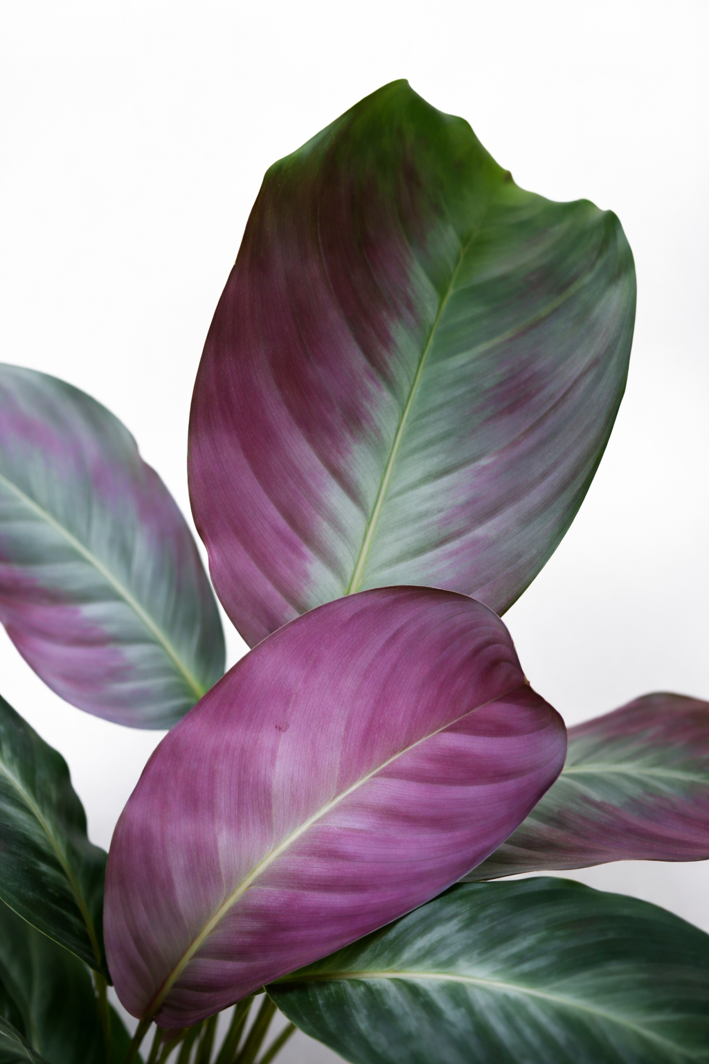 Maranta Silver Band - AroidHouse