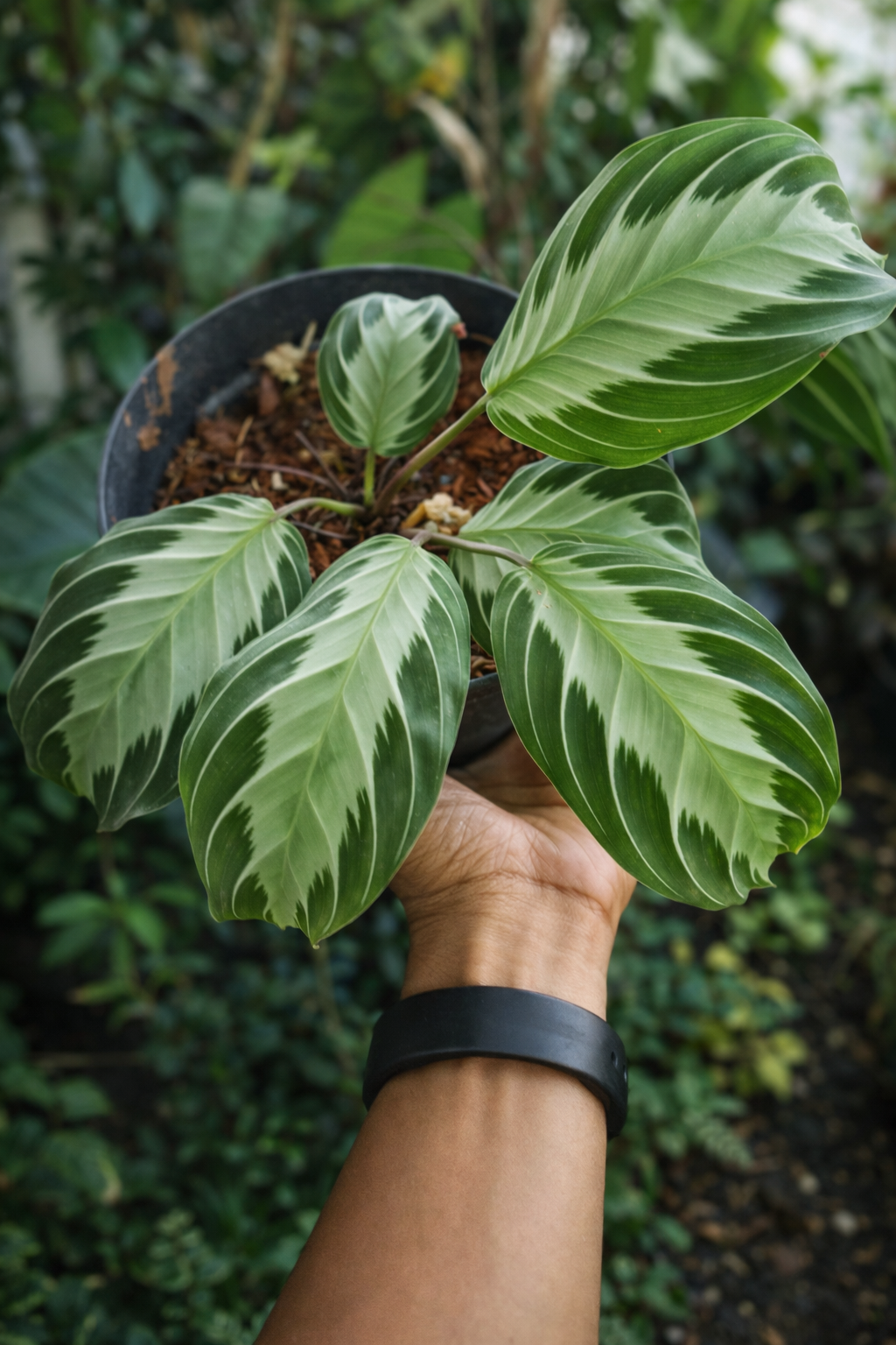 Maranta Silver Band - AroidHouse