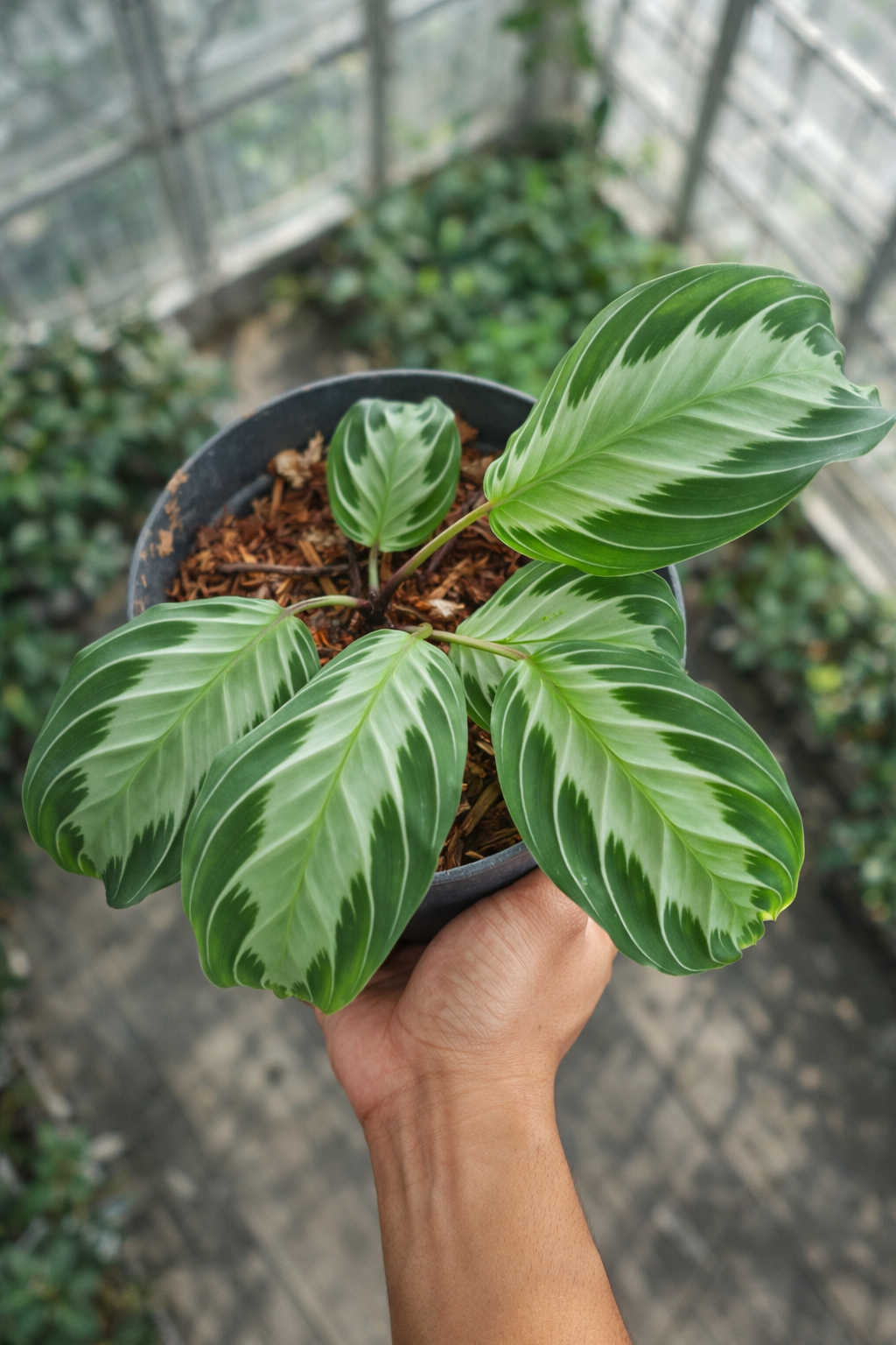 Maranta Silver Band - AroidHouse