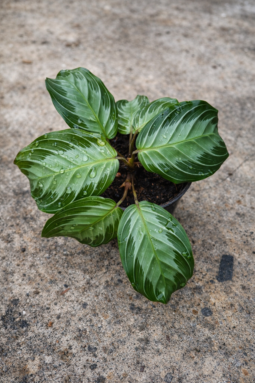 Maranta Silver Band - AroidHouse