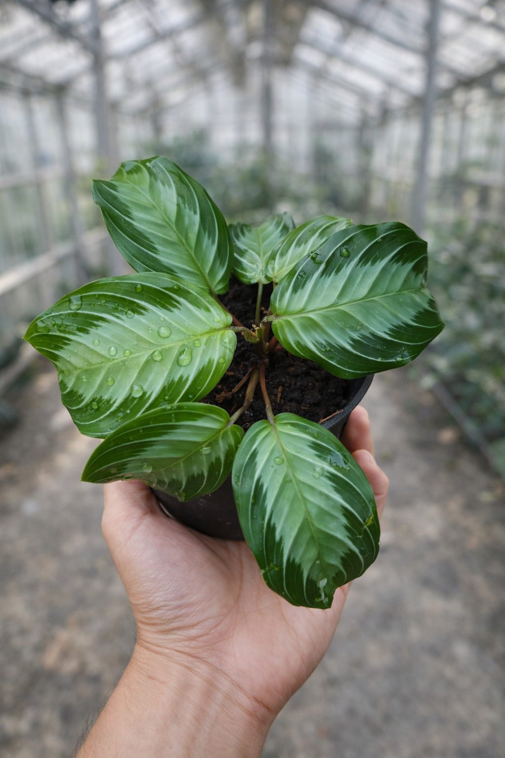 Maranta Silver Band - AroidHouse