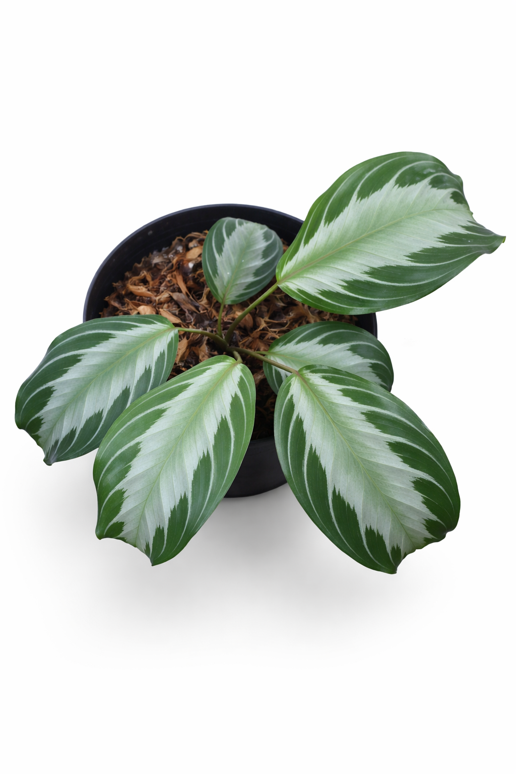 Maranta Silver Band - AroidHouse