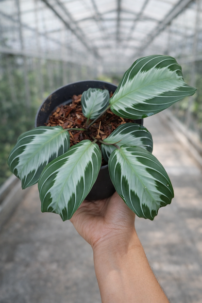 Maranta Silver Band - AroidHouse