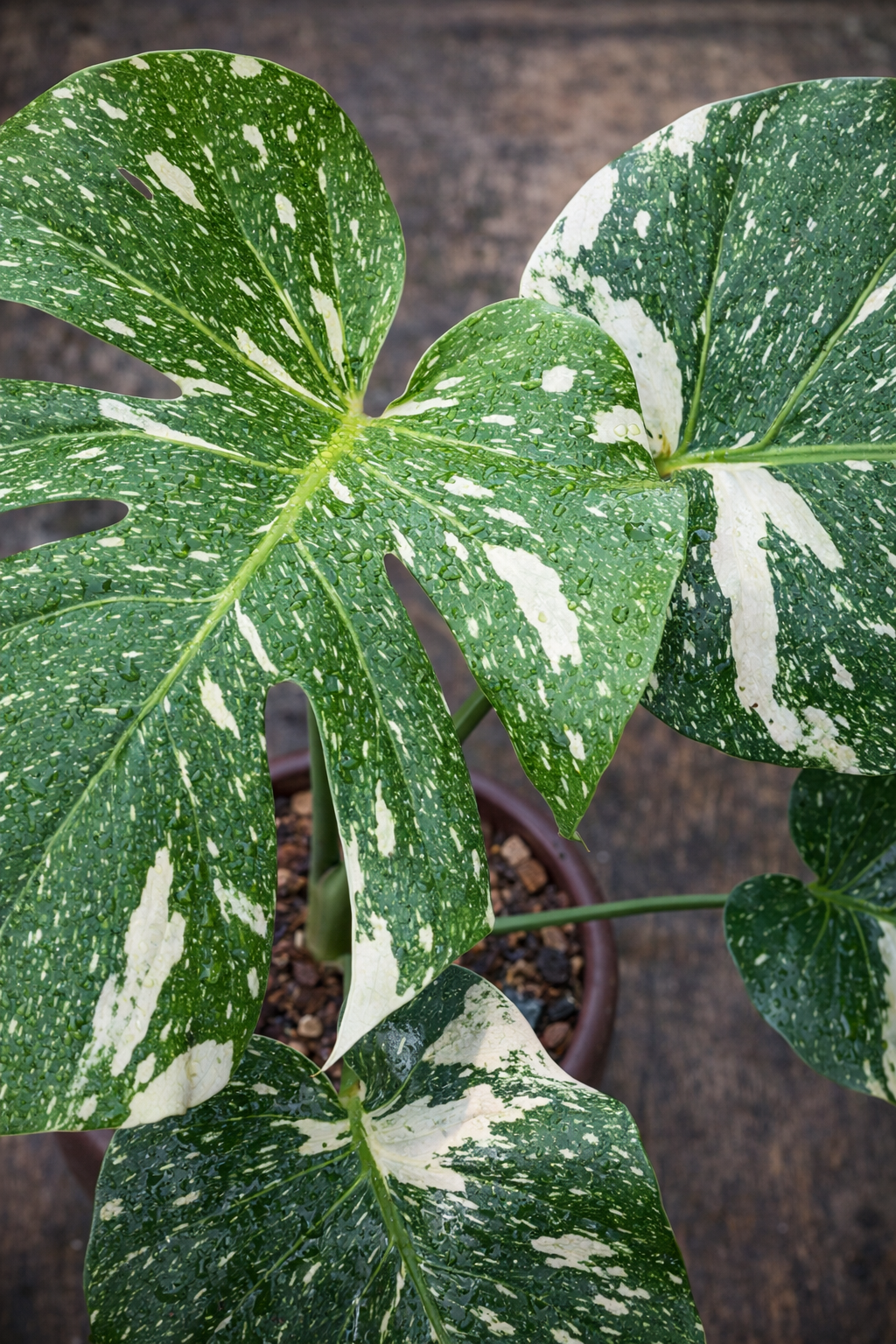 Monstera Thai Constellation - AroidHouse