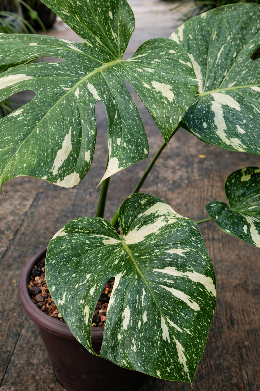 Monstera Thai Constellation - AroidHouse