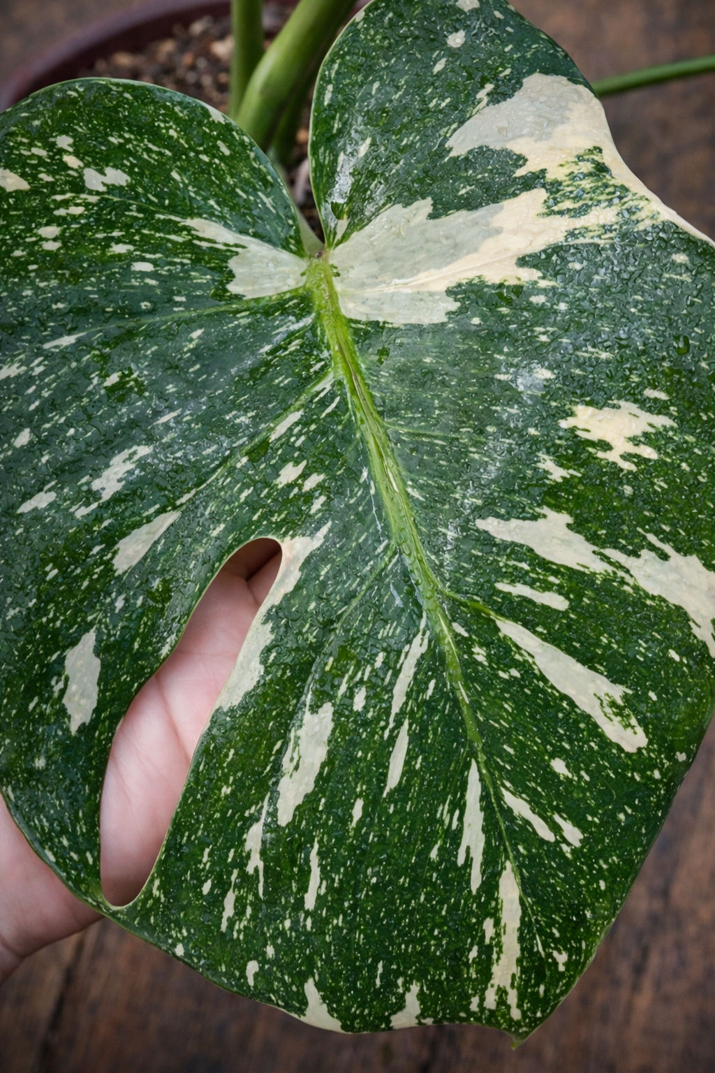 Monstera Thai Constellation - AroidHouse