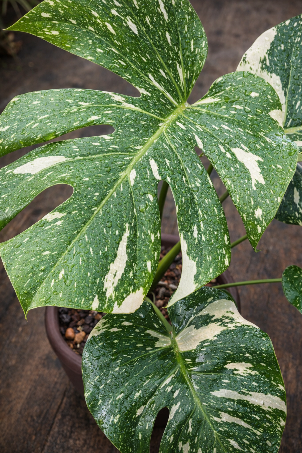 Monstera Thai Constellation - AroidHouse