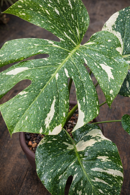Monstera Thai Constellation - AroidHouse