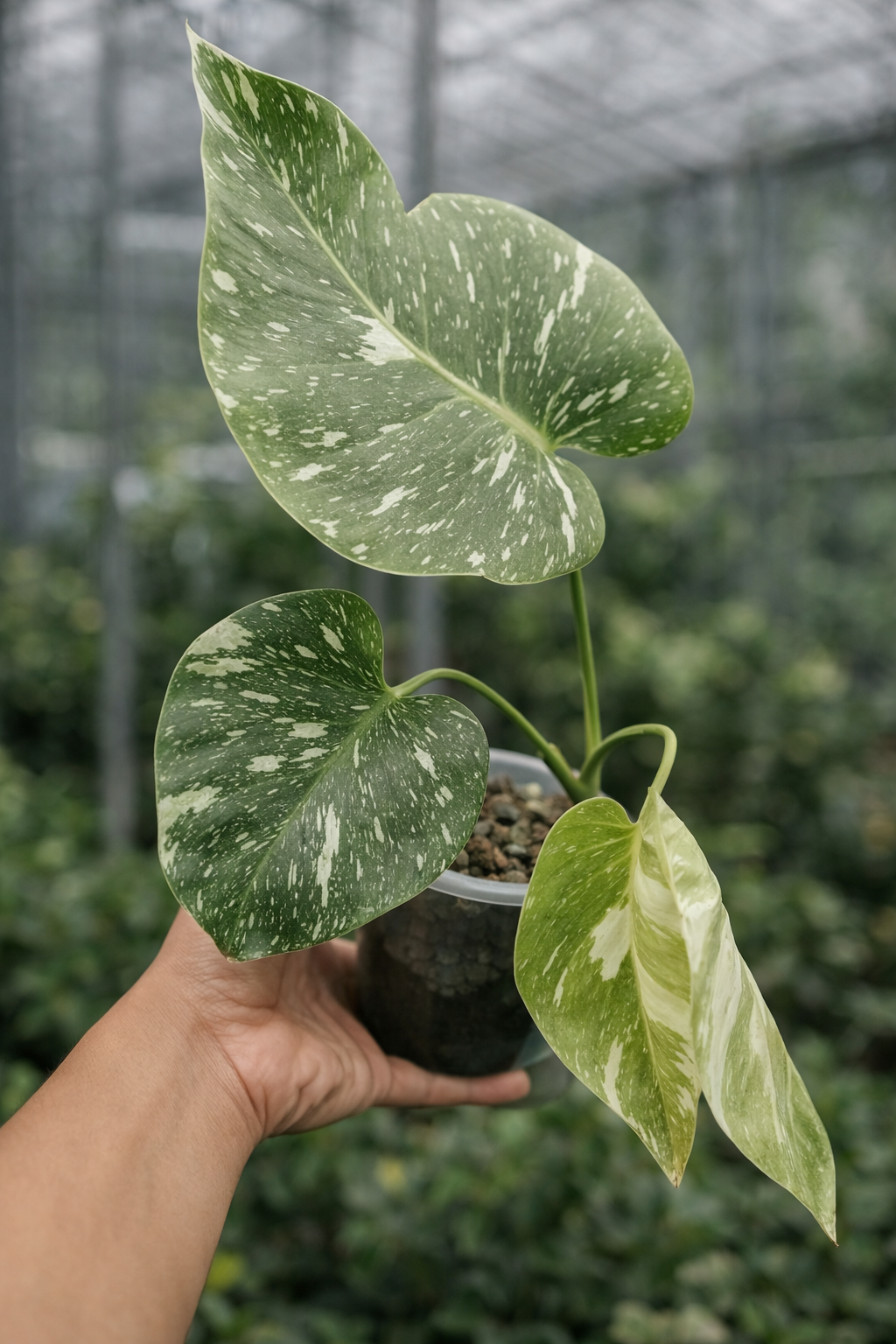 Monstera Thai Constellation - AroidHouse