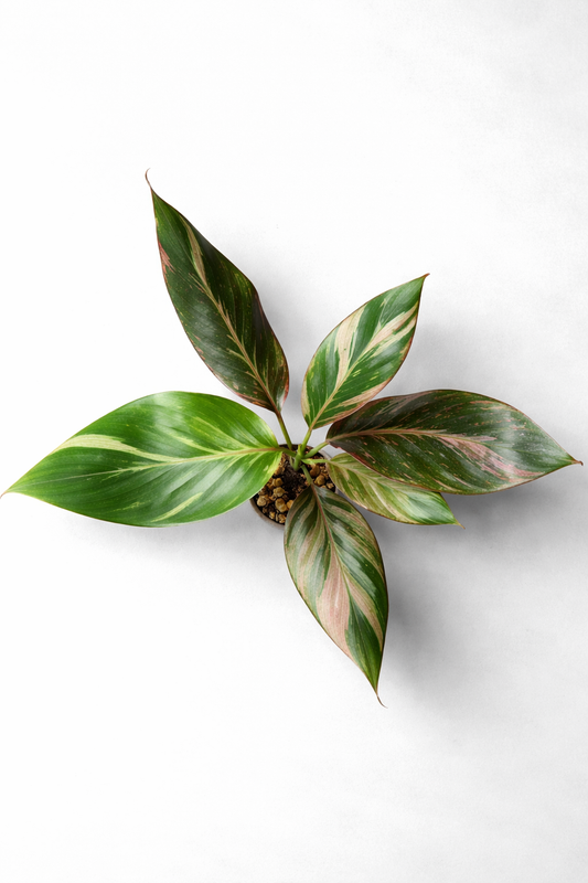 Pink Variegated Banana Plant - AroidHouse