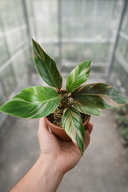 Pink Variegated Banana Plant - AroidHouse