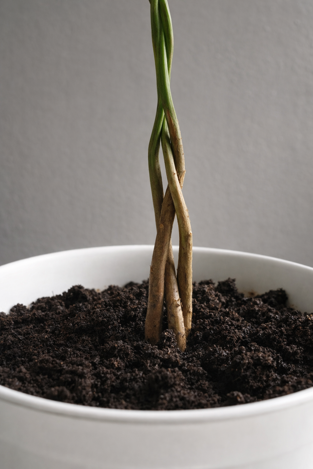 Pachira Aquatica - AroidHouse