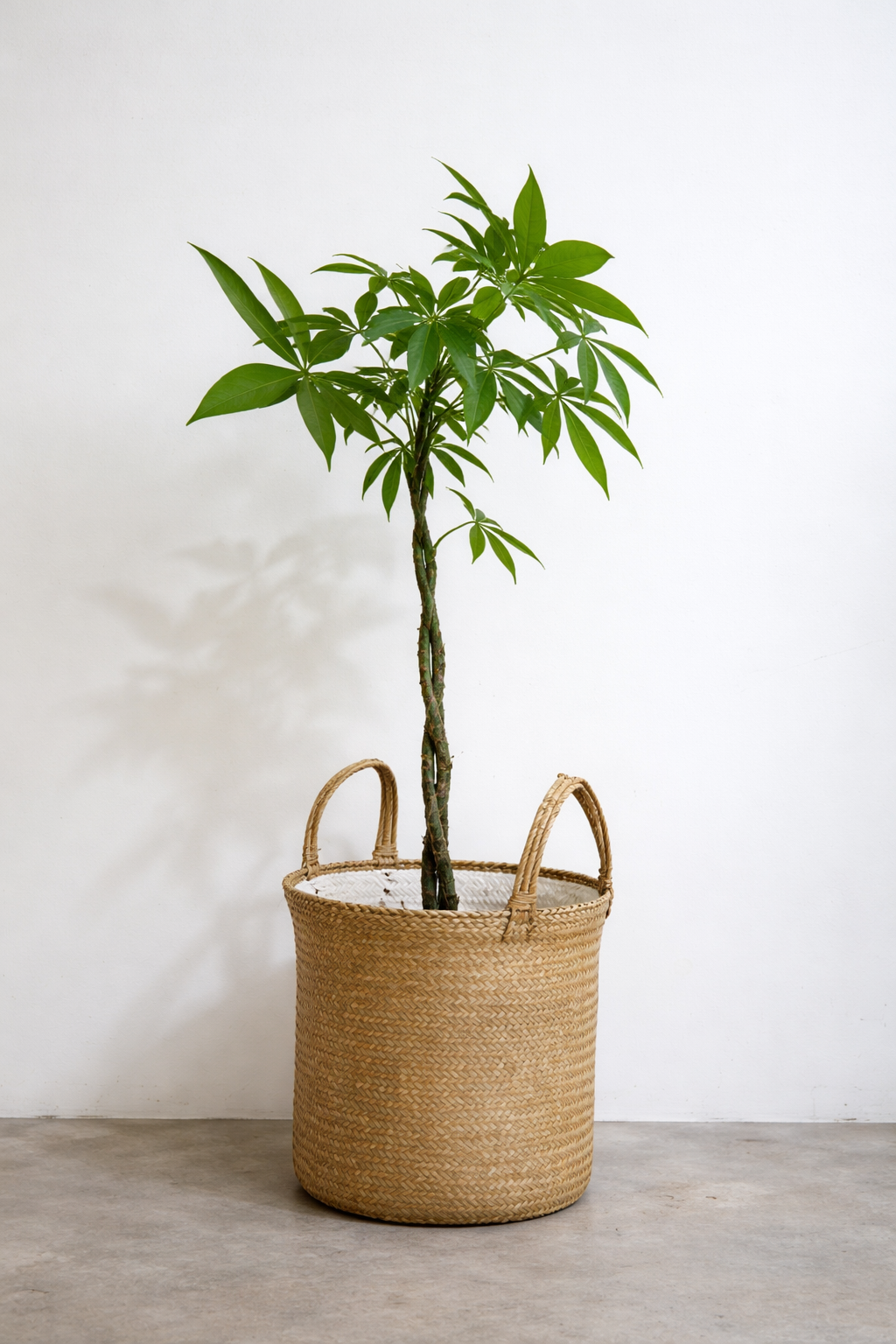 Pachira Aquatica - AroidHouse