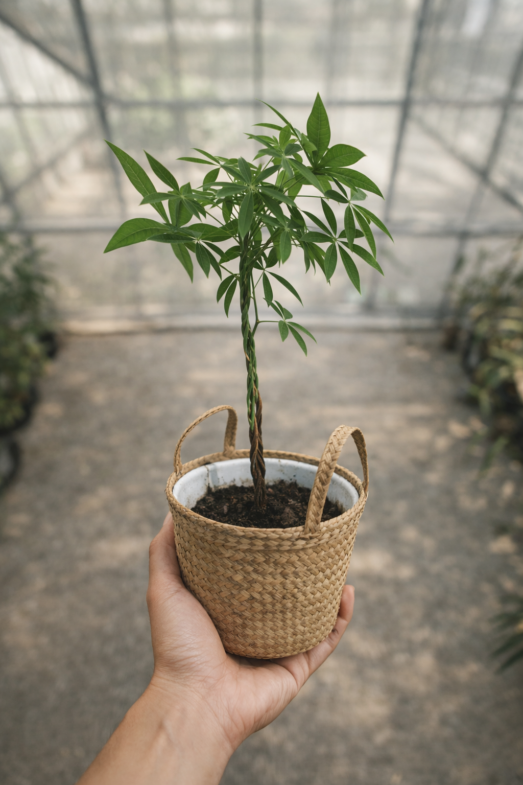 Pachira Aquatica - AroidHouse