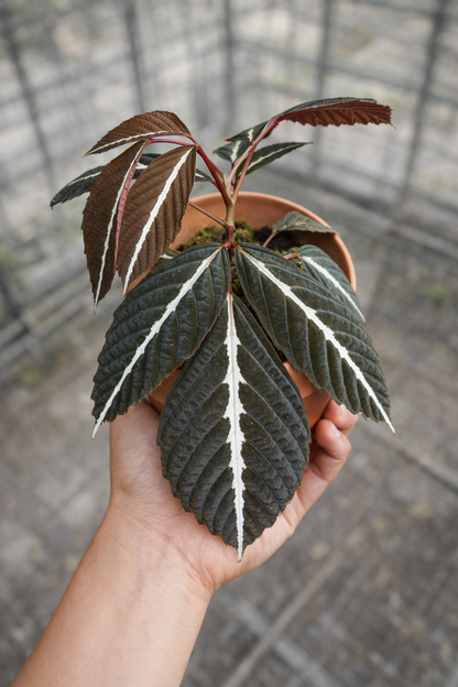 Leea Amabilis - AroidHouse