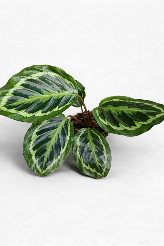 Calathea Medallion - AroidHouse