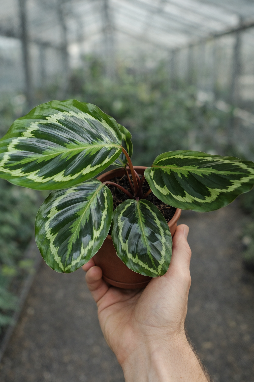 Calathea Medallion - AroidHouse