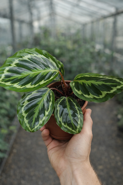 Calathea Medallion - AroidHouse
