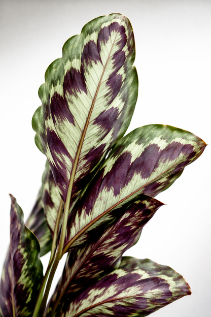 Calathea Veitchiana - AroidHouse