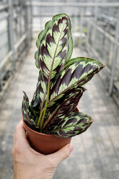 Calathea Veitchiana - AroidHouse