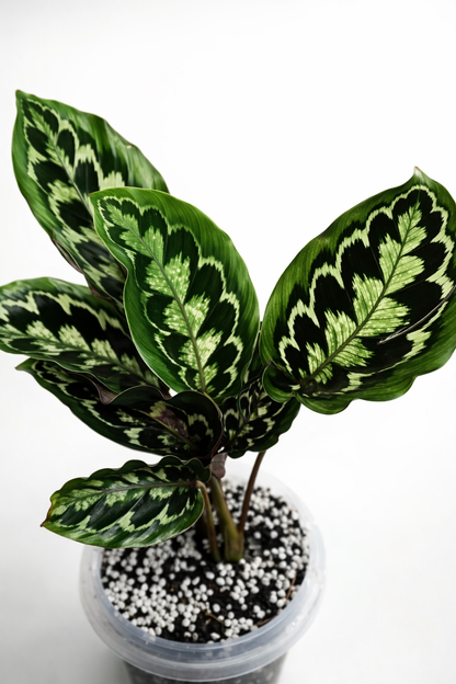 Calathea Veitchiana - AroidHouse