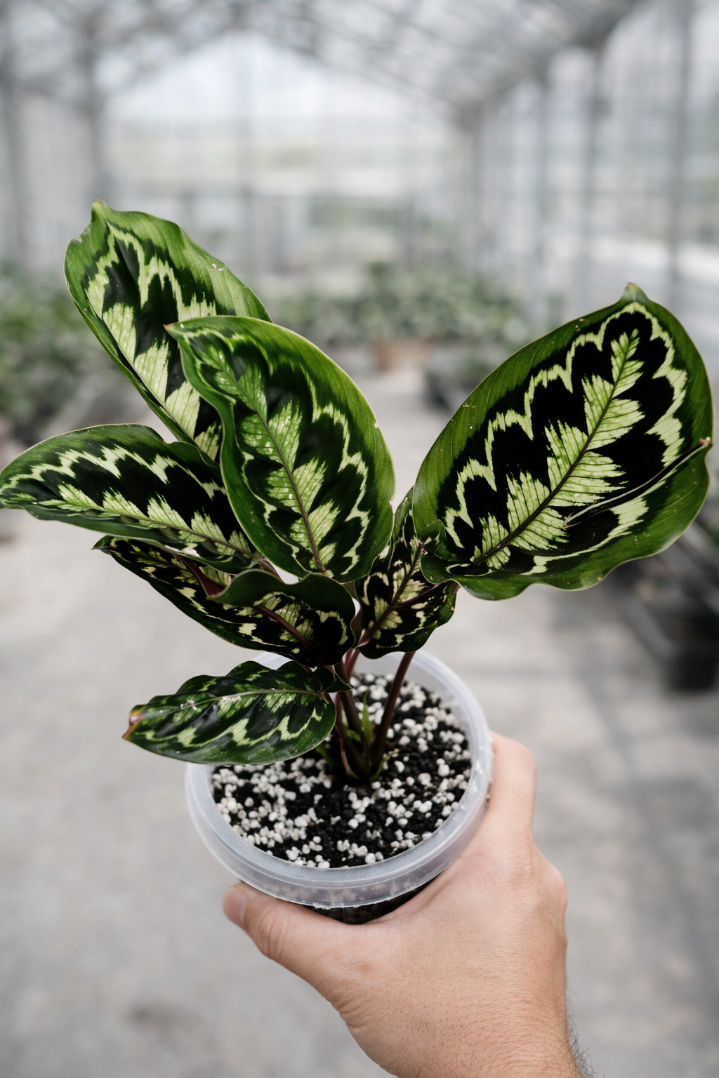 Calathea Veitchiana - AroidHouse