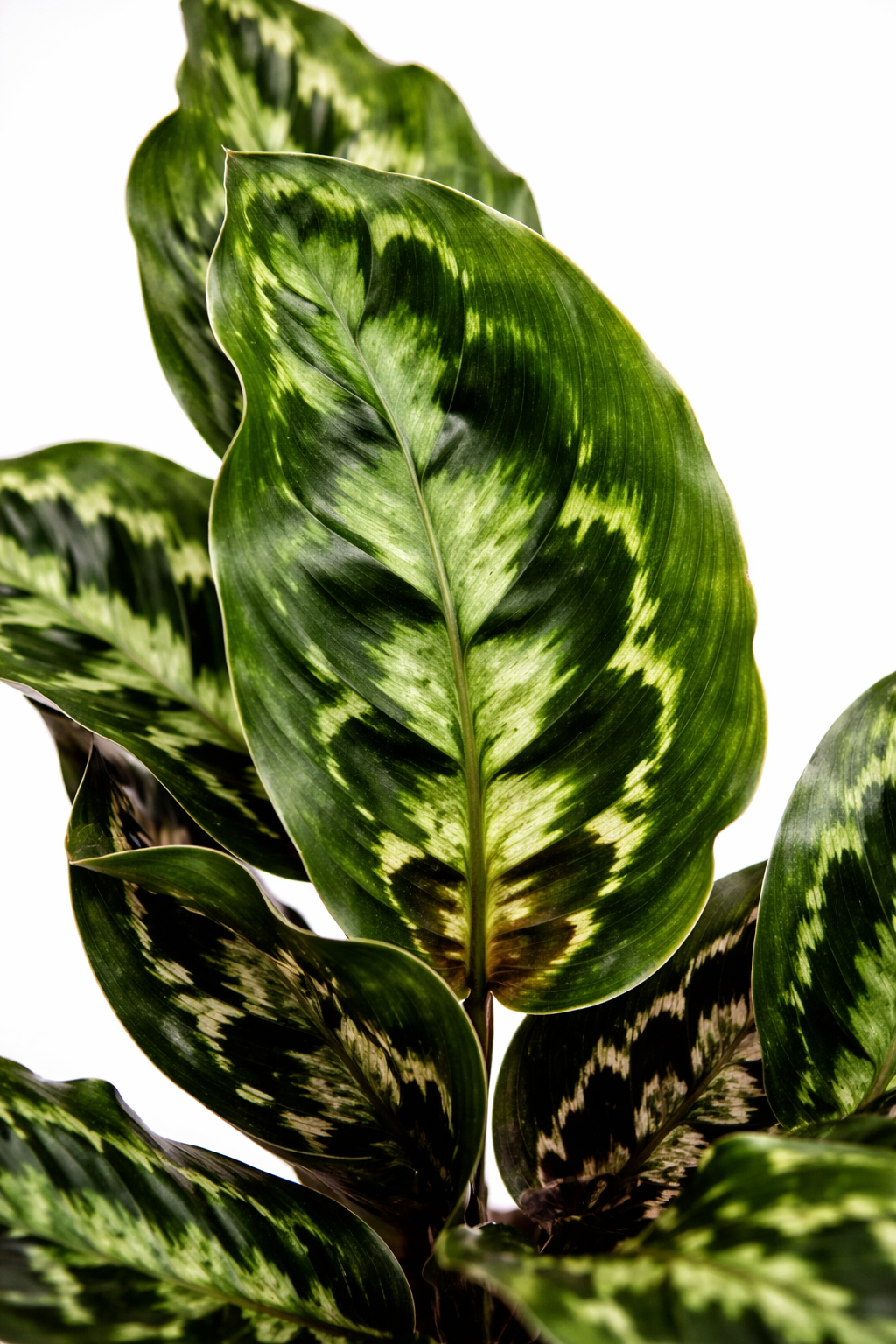 Calathea Veitchiana - AroidHouse