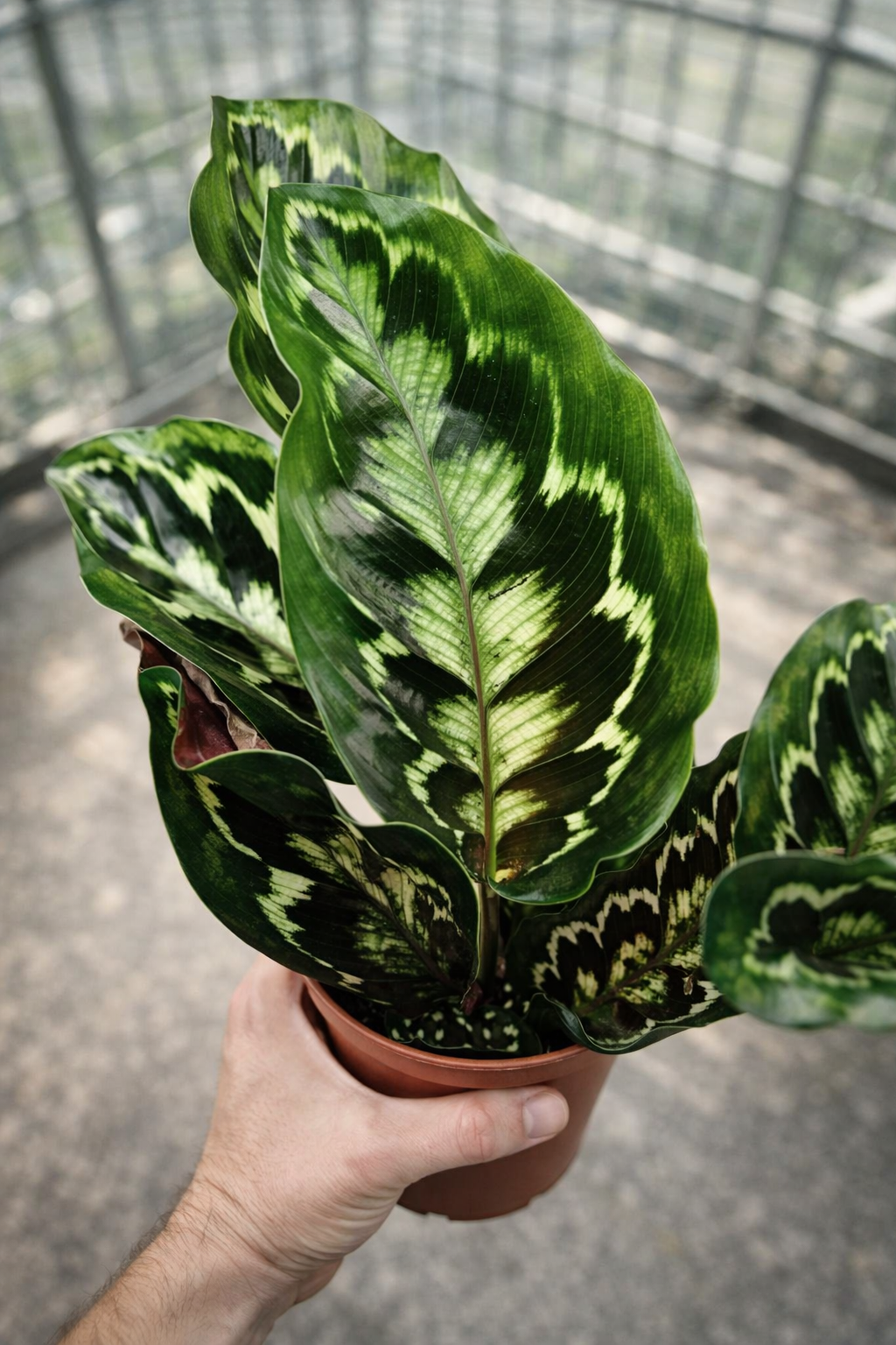 Calathea Veitchiana - AroidHouse