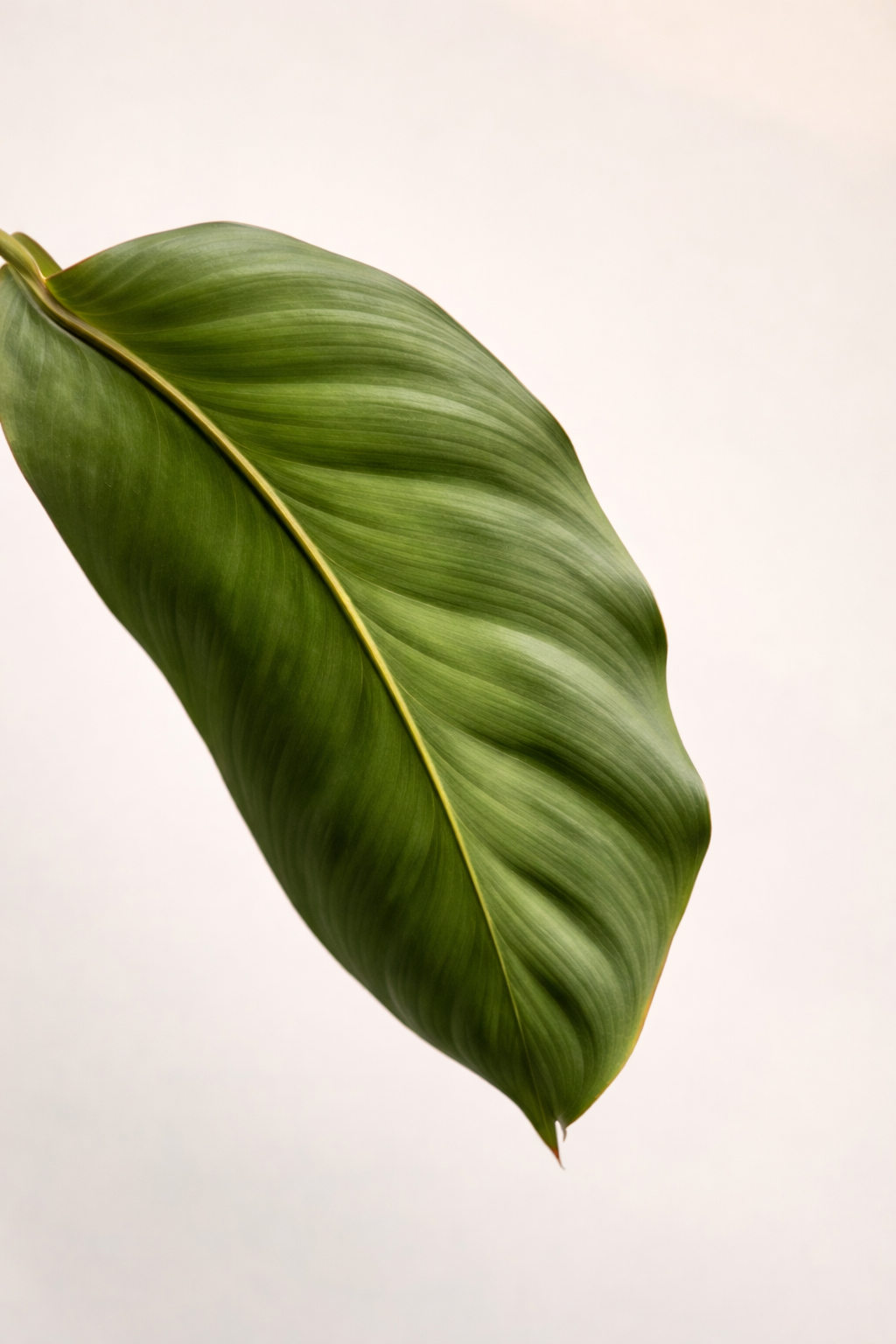 Calathea Wallisii - AroidHouse