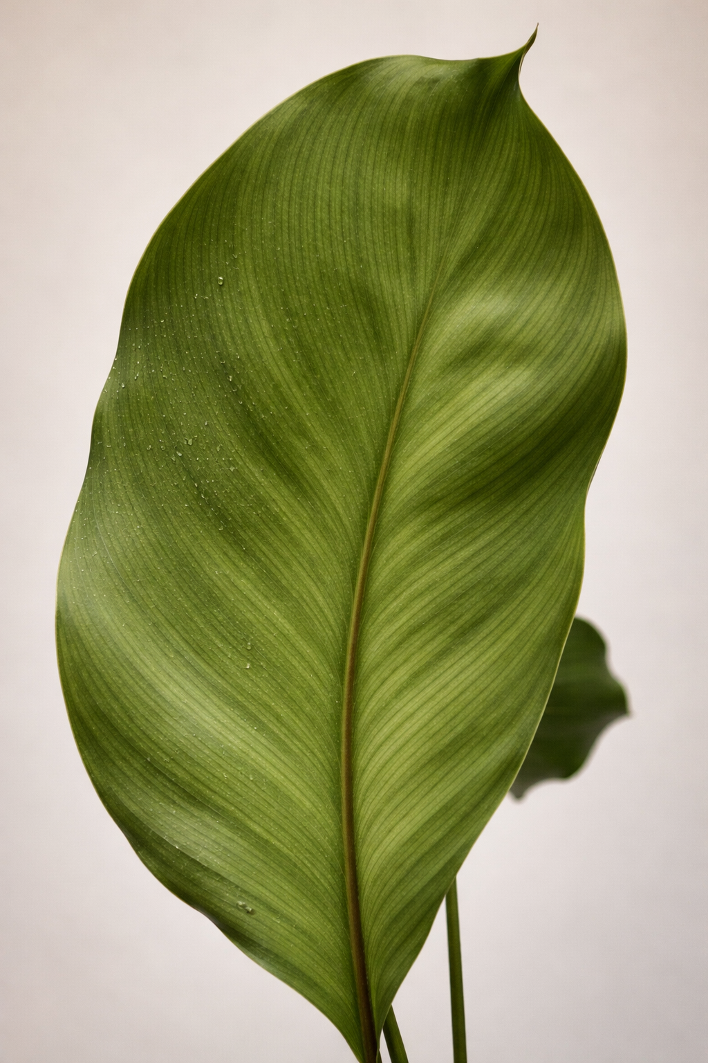 Calathea Wallisii - AroidHouse