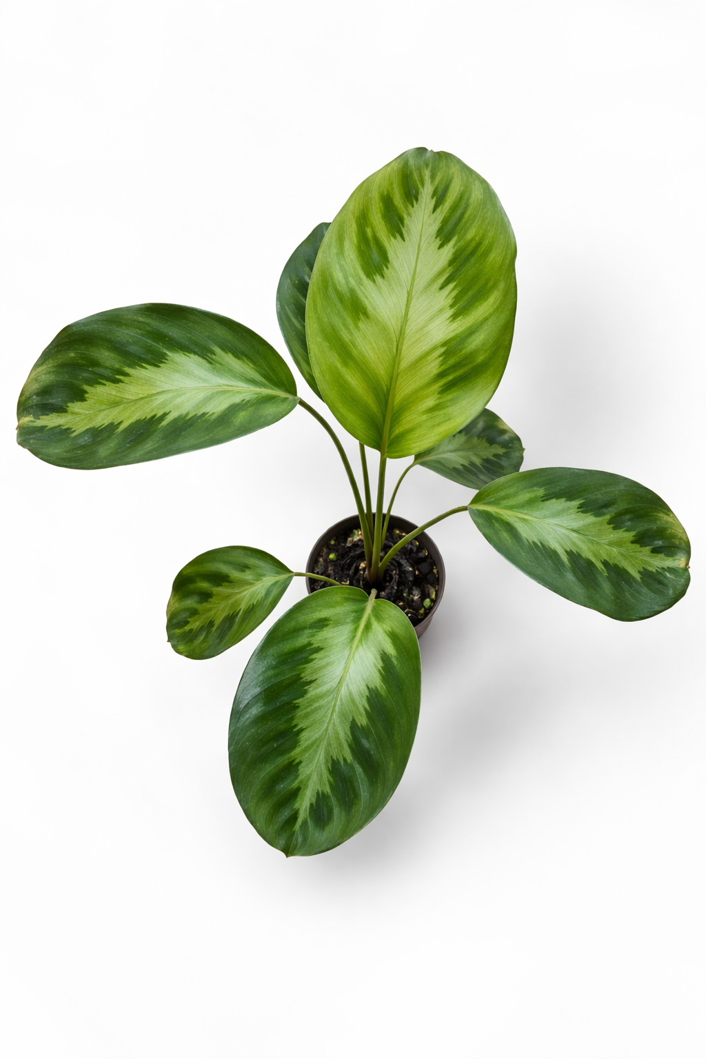 Calathea Wallisii - AroidHouse