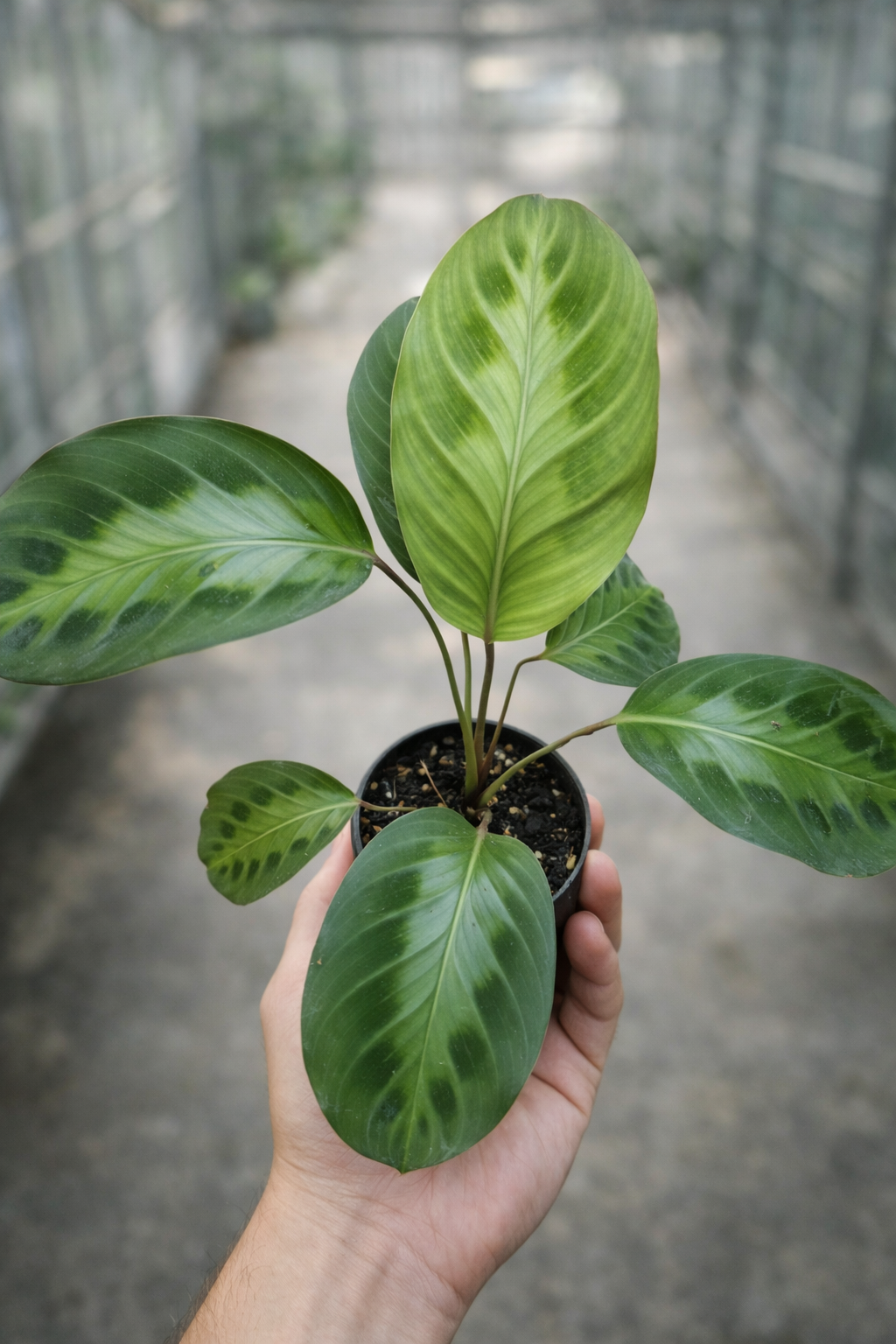 Calathea Wallisii - AroidHouse