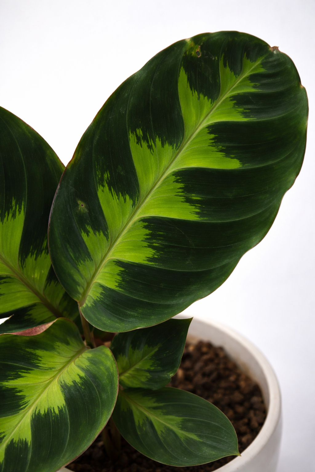 Calathea Warszewiczii - AroidHouse