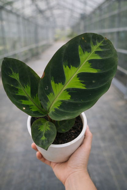 Calathea Warszewiczii - AroidHouse