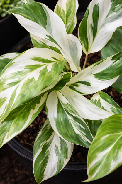 Calathea White Fusion - AroidHouse