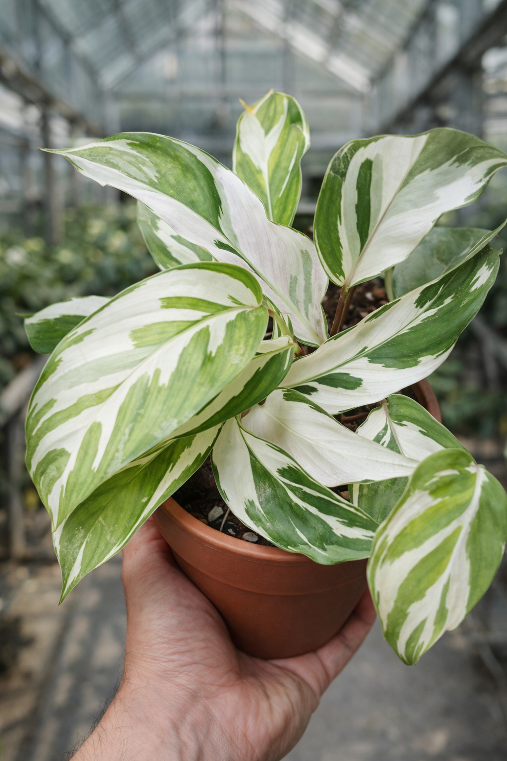 Calathea White Fusion - AroidHouse