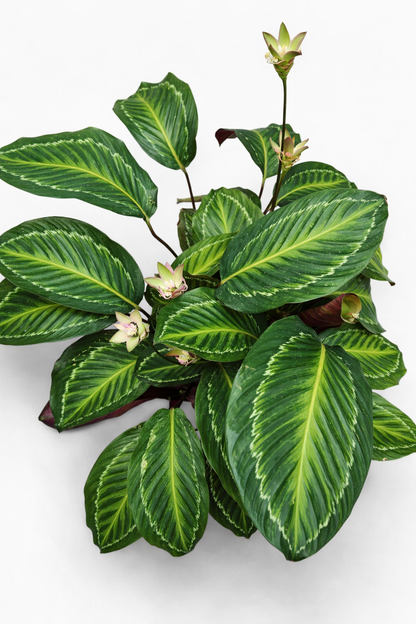 Calathea White Mamba - AroidHouse