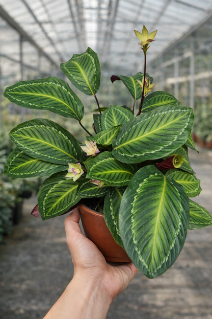 Calathea White Mamba - AroidHouse