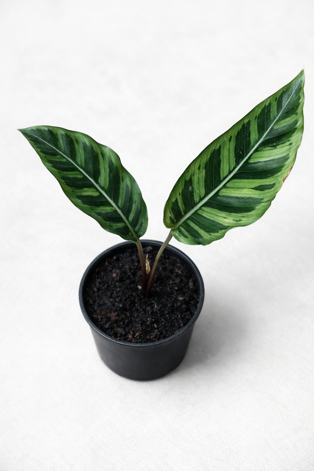 Calathea Wildstar - AroidHouse