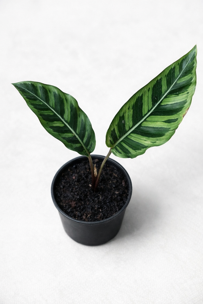 Calathea Wildstar - AroidHouse