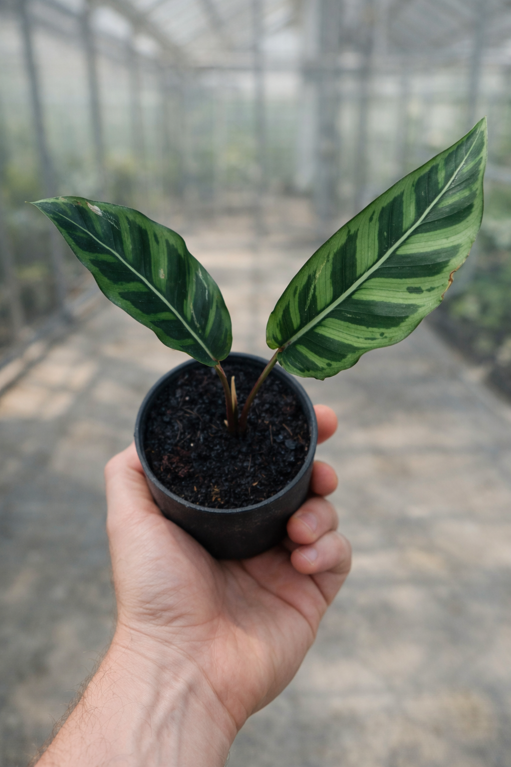 Calathea Wildstar - AroidHouse