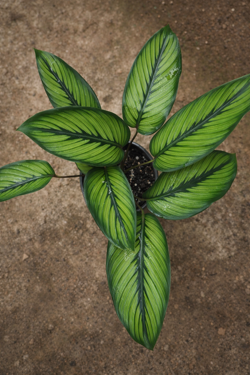 Calathea Wilson’s Princeps - AroidHouse