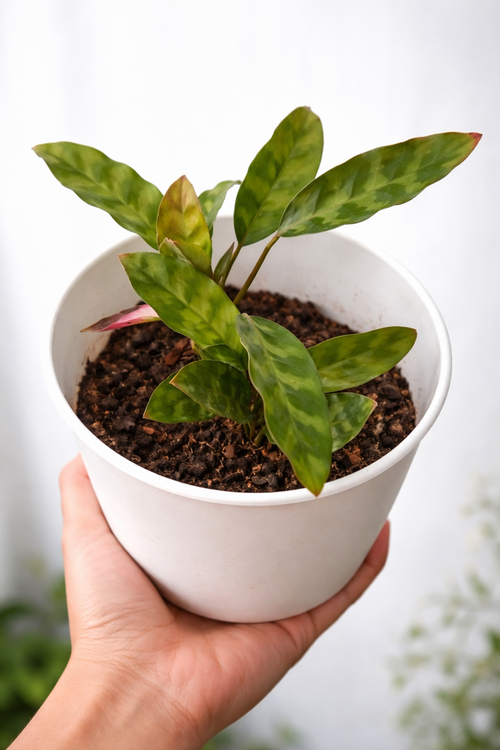 Calathea Wiotii - AroidHouse