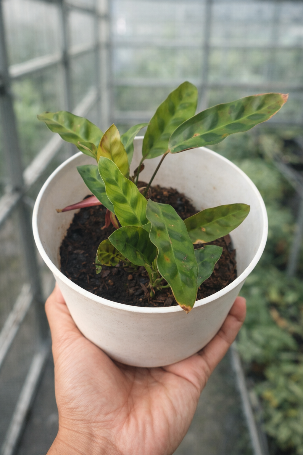 Calathea Wiotii - AroidHouse