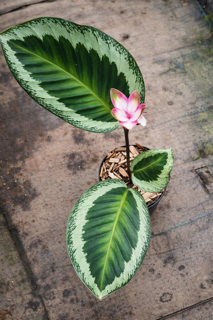Calathea x Holiday - AroidHouse
